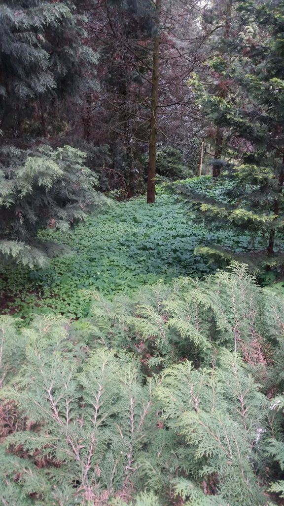 Ogród Dendrologiczny Uniwersytetu Przyrodniczego w Poznaniu