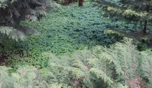 Ogród Dendrologiczny Uniwersytetu Przyrodniczego w Poznaniu
