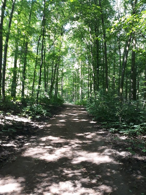 Ścieżka w koronach drzew nad doliną Szklarki