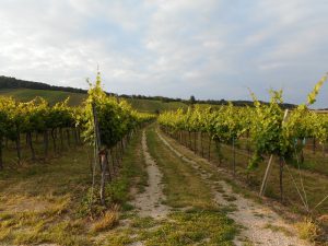 Wiedeń Austria - winorośl
