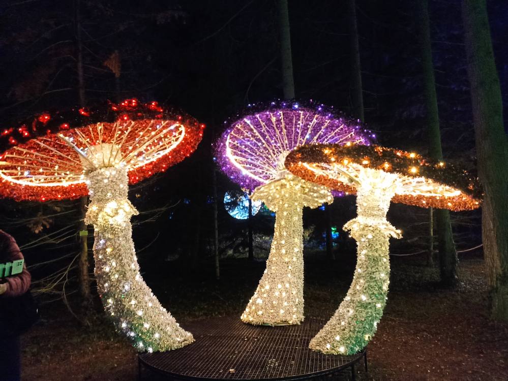 lumina park filmowy las