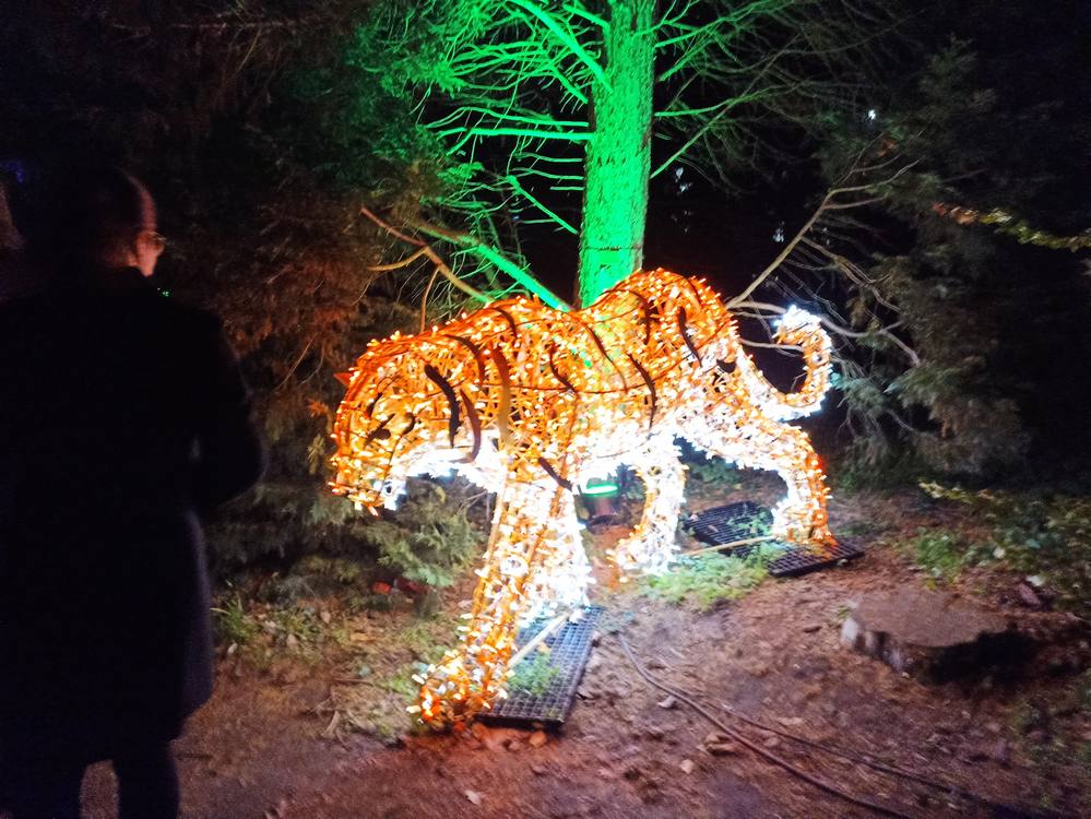 tygrys z księgi dżungli