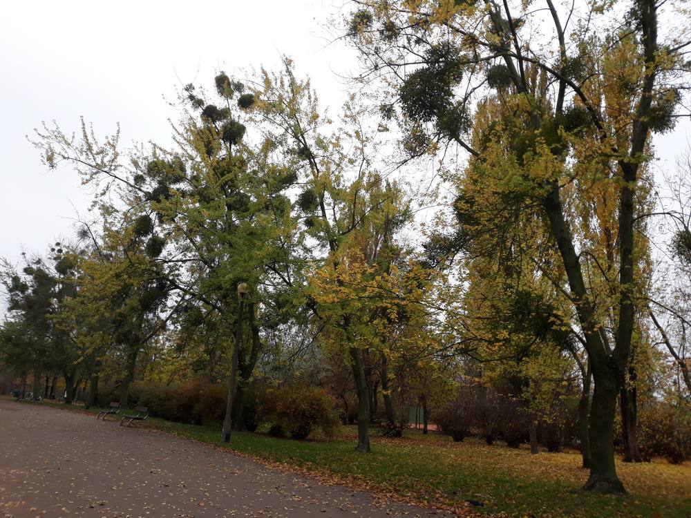 Park Kasprowicza w Poznaniu jesienią