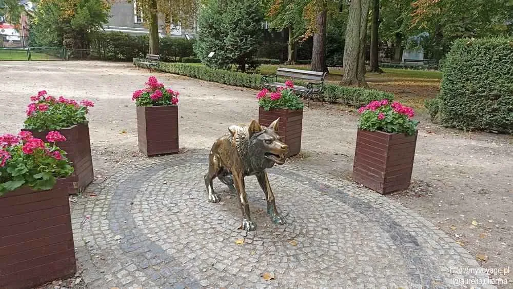 Stare zoo w Poznaniu zdjęcia Wilk