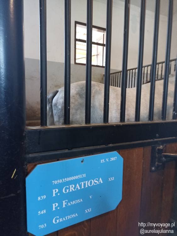 Stadnina koni w Lipicy