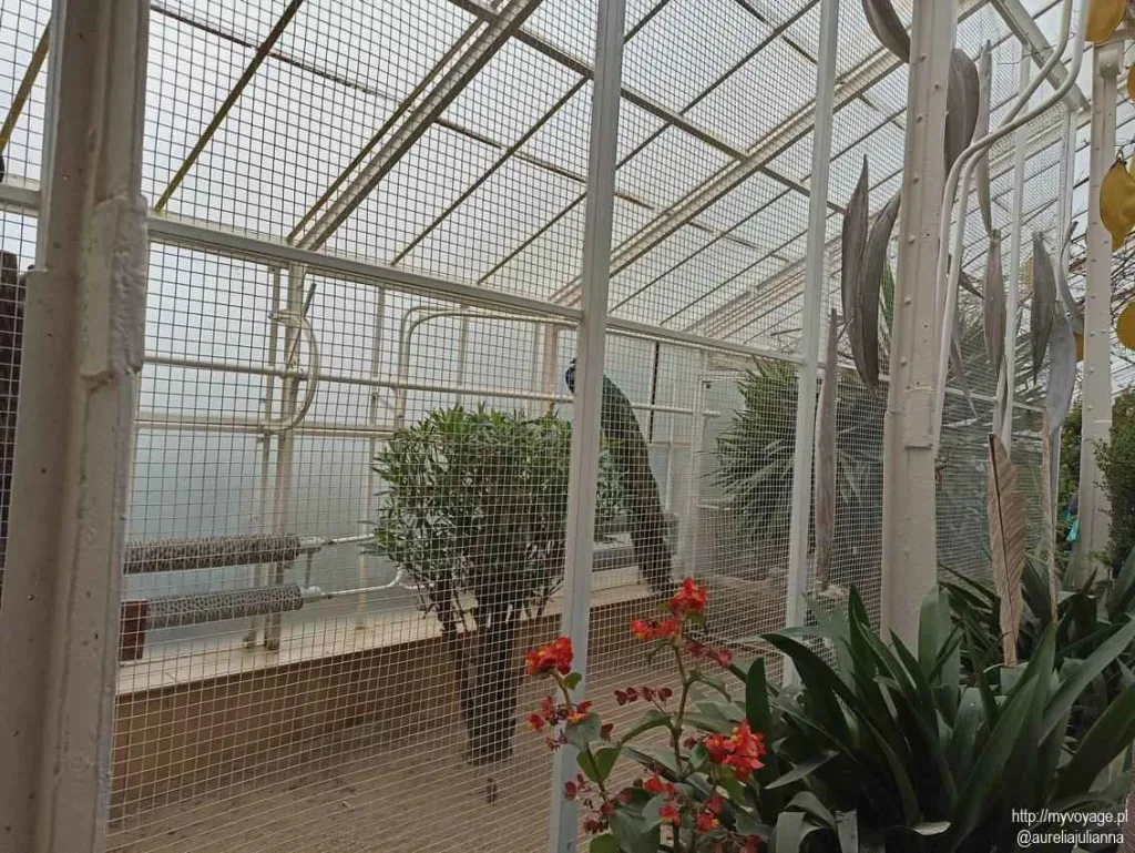 Palmiarnia Zamku Książ w Wałbrzychu