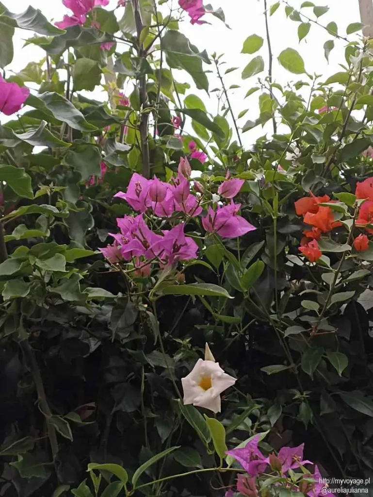 Palmiarnia Zamku Książ w Wałbrzychu